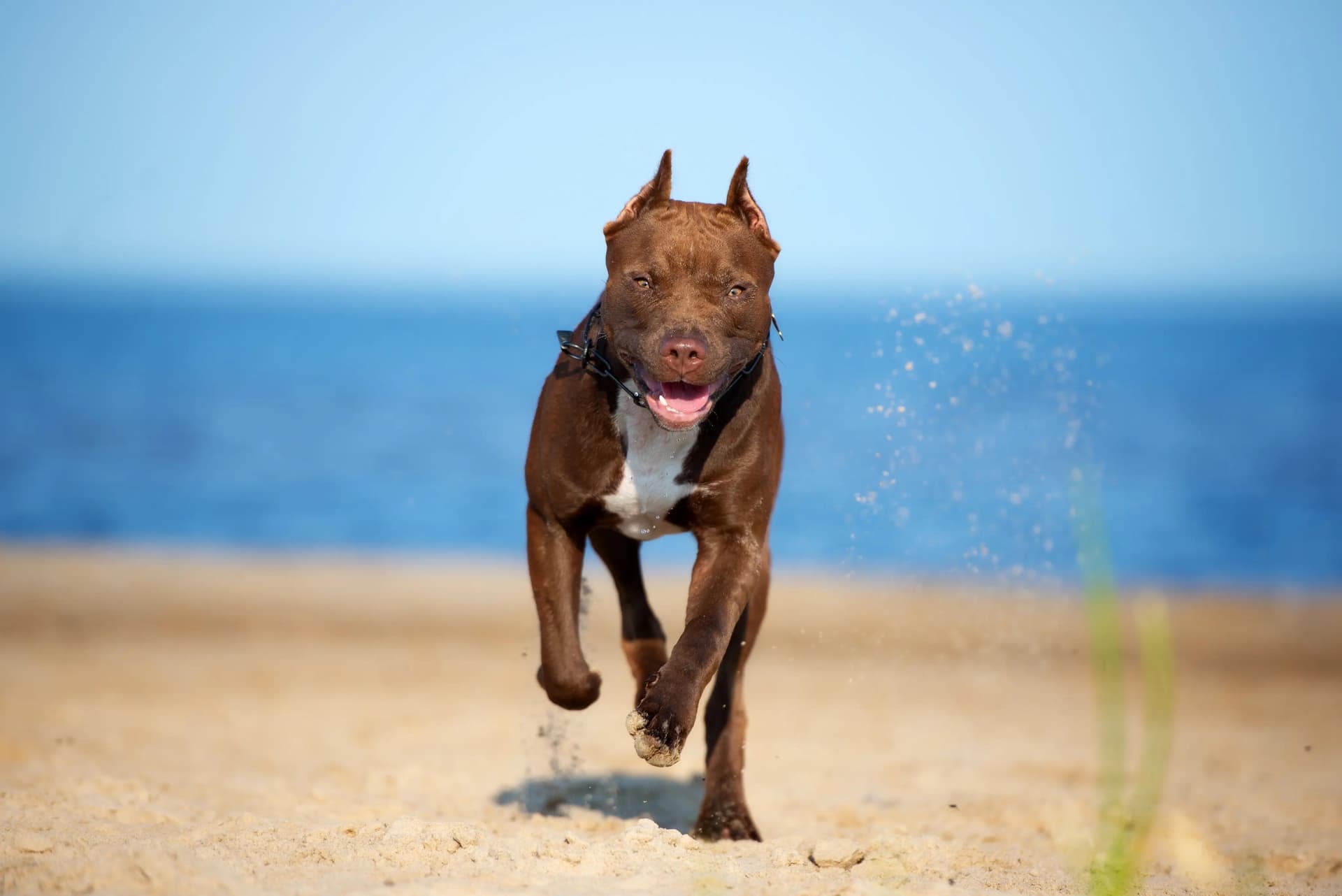 Chien American Pit Bull Terrier courant sur la plage Chien American Pit Bull Terrier courant sur la plage